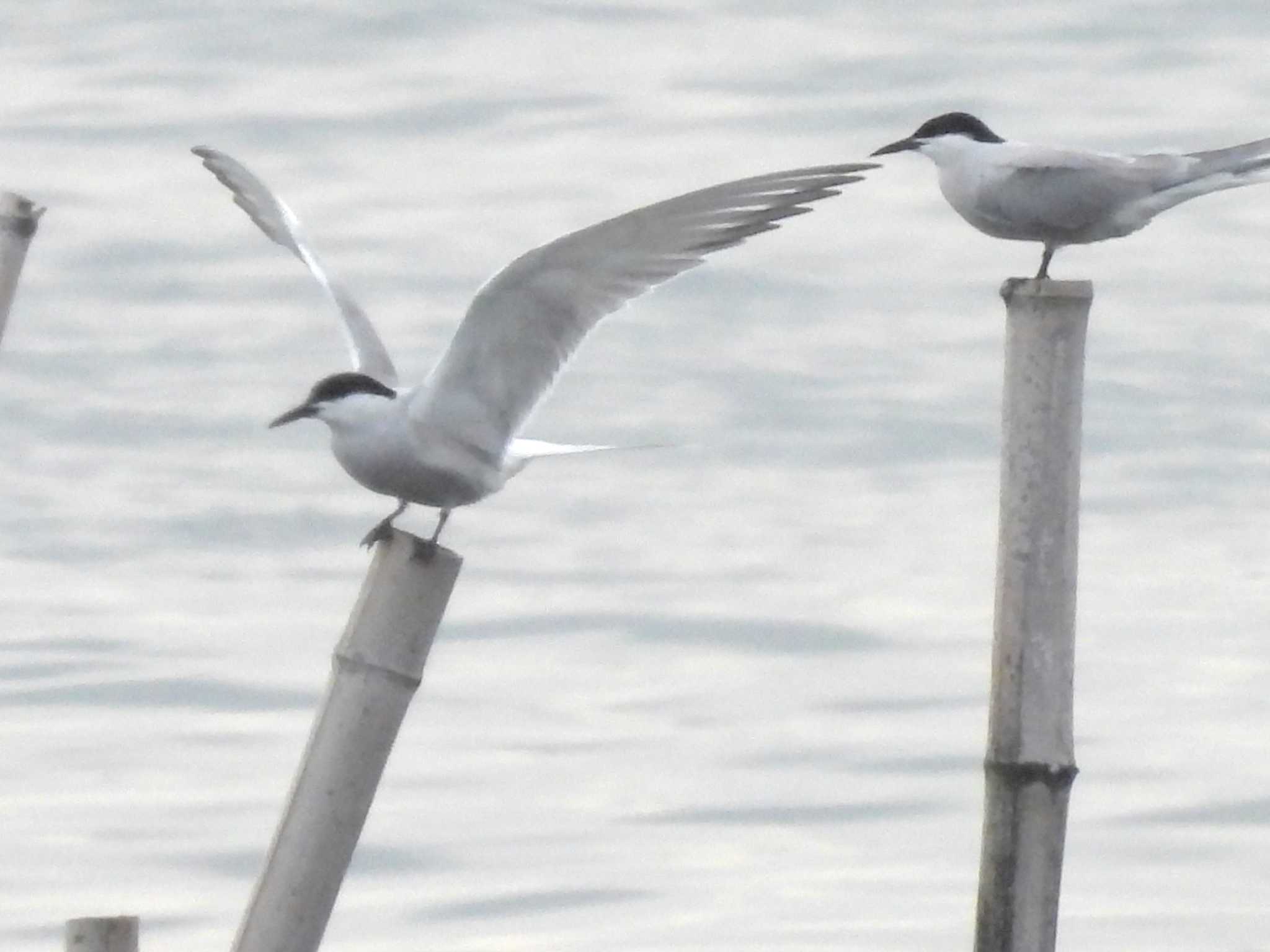 Common Tern