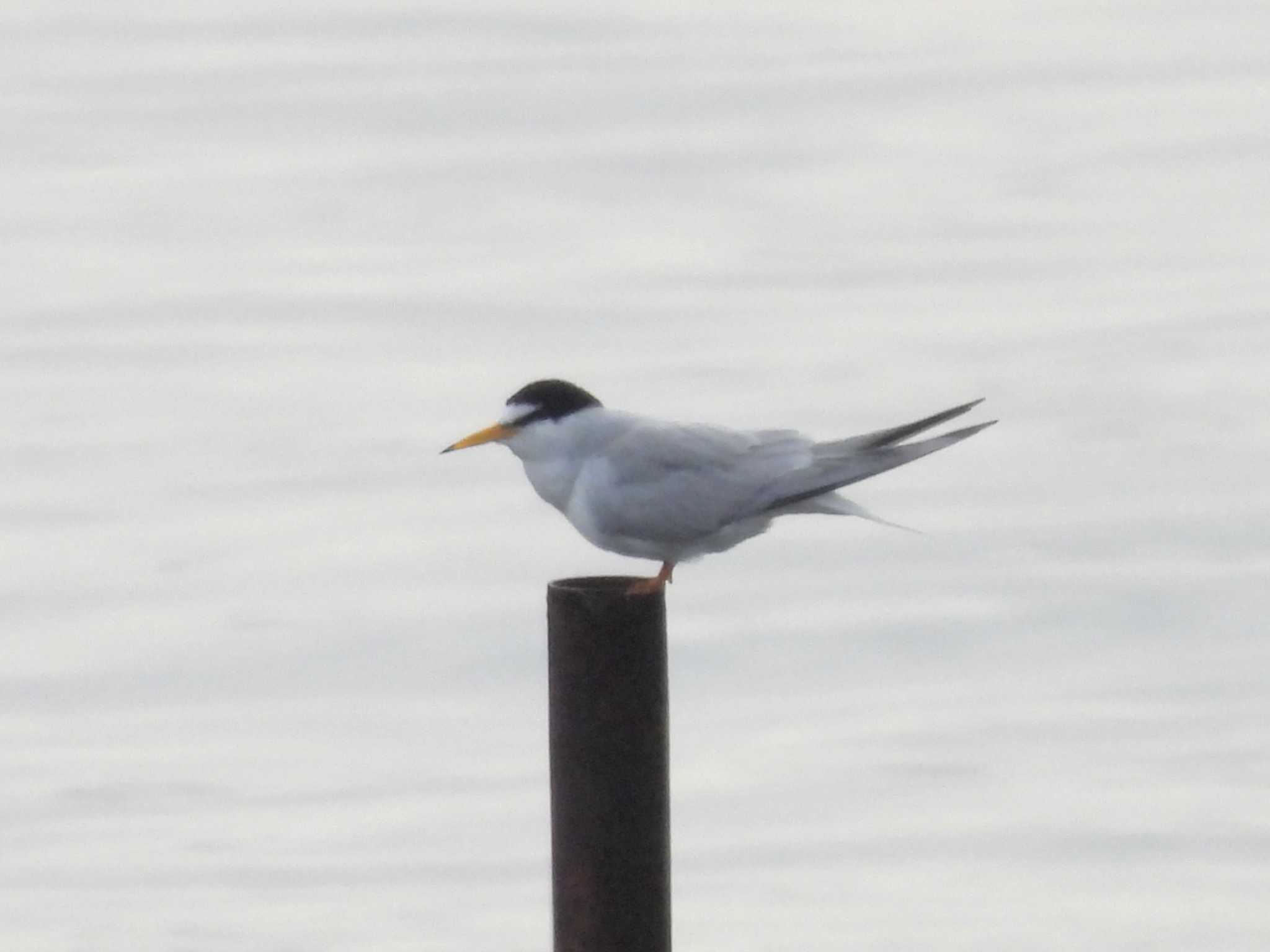 Photo of Little Tern at Kasai Rinkai Park by ゆりかもめ