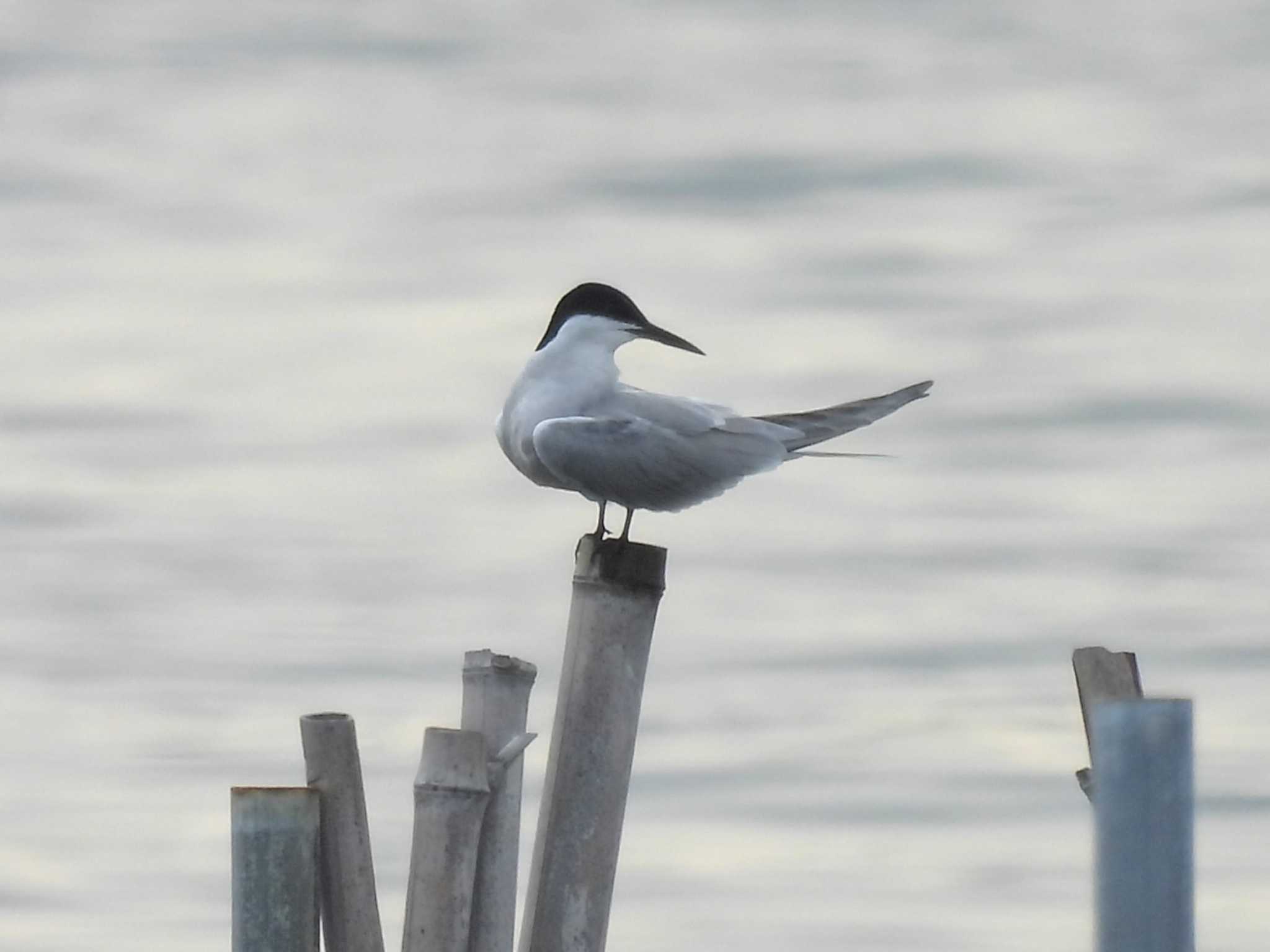 Photo of Common Tern at Kasai Rinkai Park by ゆりかもめ