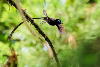 2024年5月26日(日) 八王子城跡の野鳥観察記録