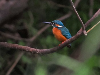 2024年5月25日(土) 福井緑地(札幌市西区)の野鳥観察記録