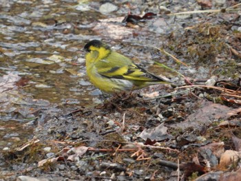 Eurasian Siskin 定峰林道 埼玉県秩父市 Sun, 3/24/2024