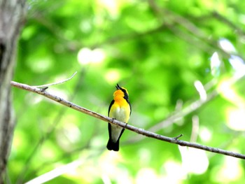 Narcissus Flycatcher Nishioka Park Sun, 5/26/2024