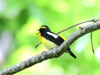 Narcissus Flycatcher Nishioka Park Sun, 5/26/2024