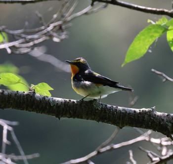 Narcissus Flycatcher 福岡県内 Sun, 5/26/2024