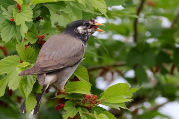 White-cheeked Starling 近所 Mon, 5/6/2024