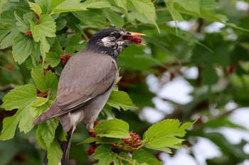 White-cheeked Starling 近所 Mon, 5/6/2024