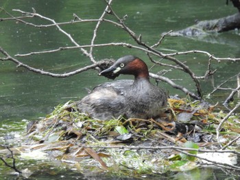 2024年5月21日(火) 井の頭公園の野鳥観察記録