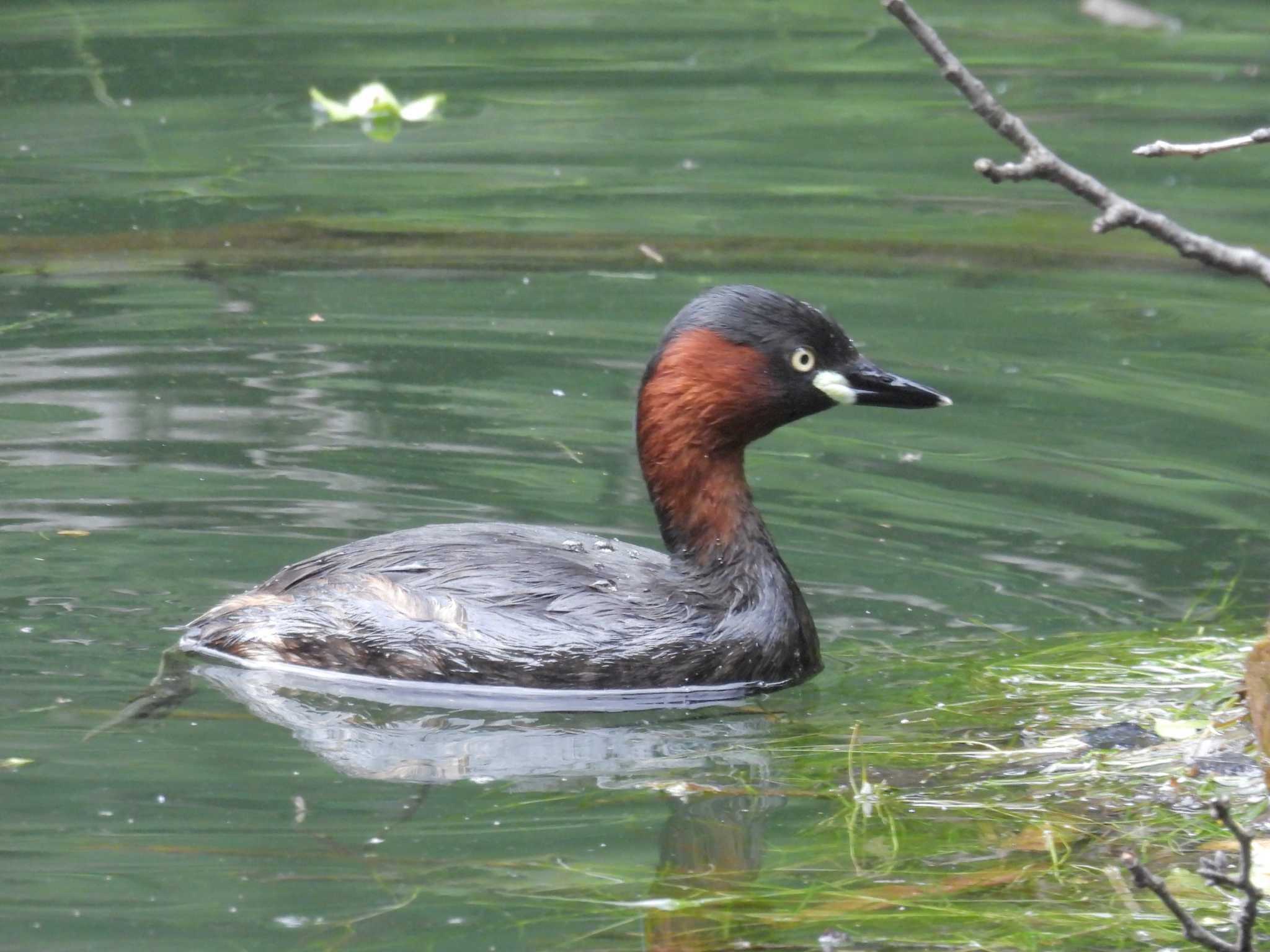 Little Grebe