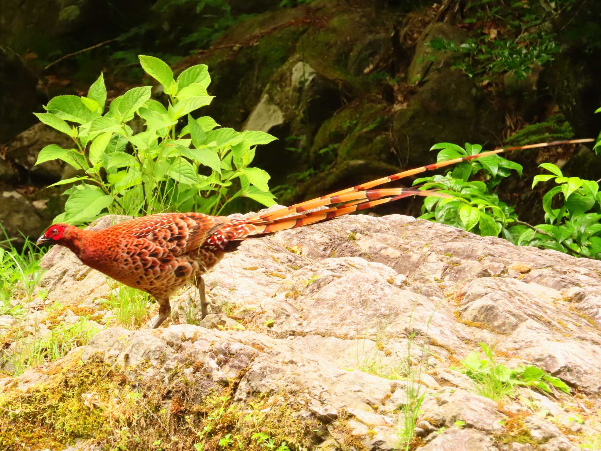 Photo of Copper Pheasant at 養沢川 by ゆ