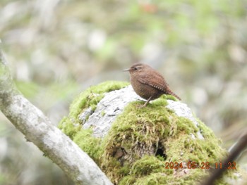 Sun, 5/26/2024 Birding report at 大菩薩