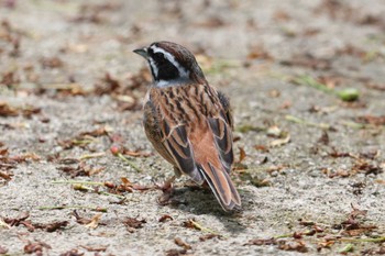 Meadow Bunting Kobe Forest Botanic Garden Fri, 5/3/2024