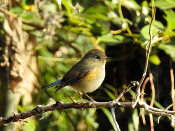 Red-flanked Bluetail Akigase Park Tue, 1/8/2019
