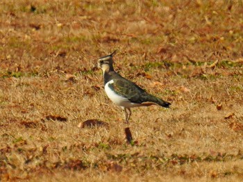 Northern Lapwing Akigase Park Tue, 1/8/2019