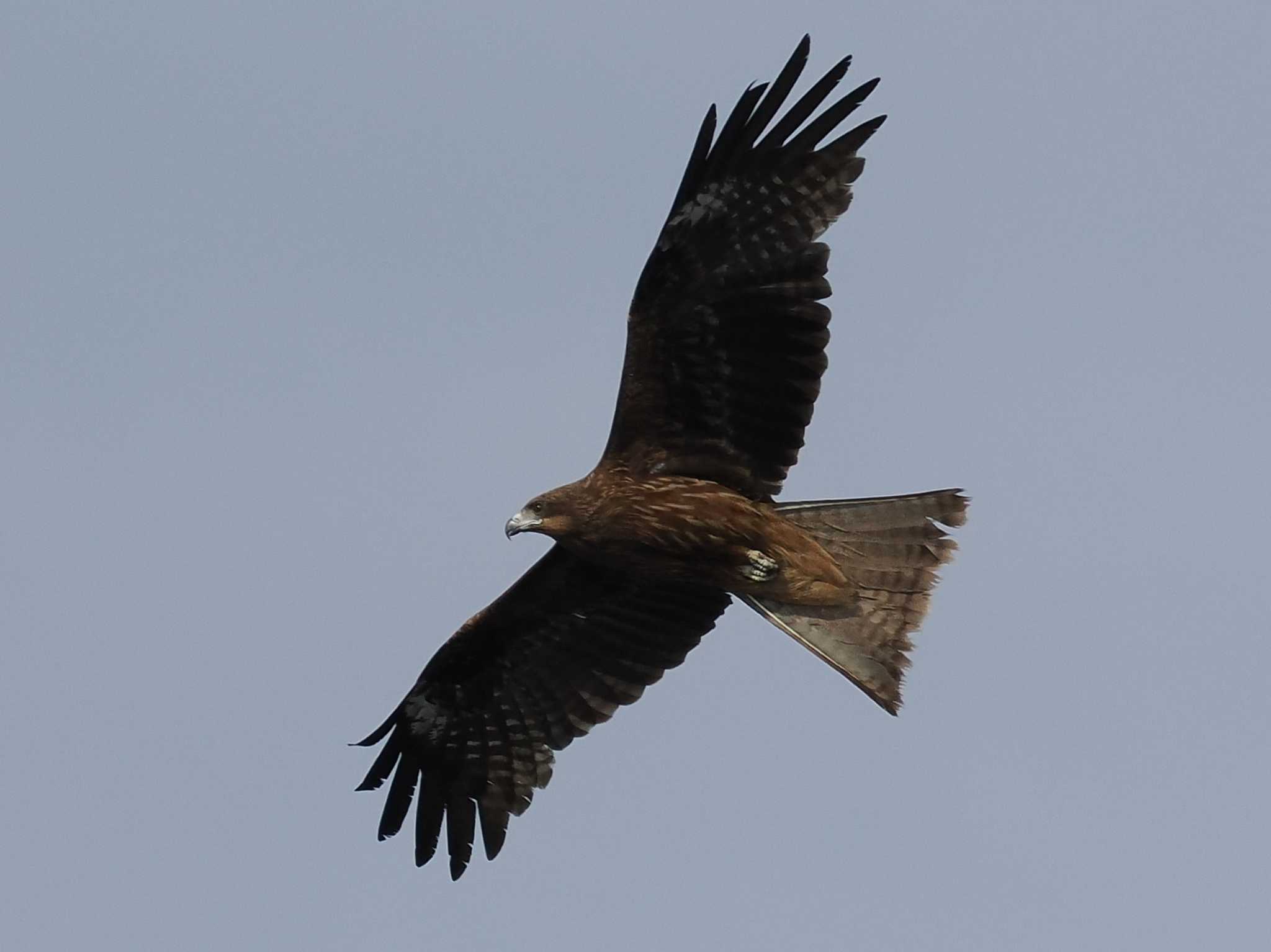 Photo of Black Kite at 多摩川 by sario