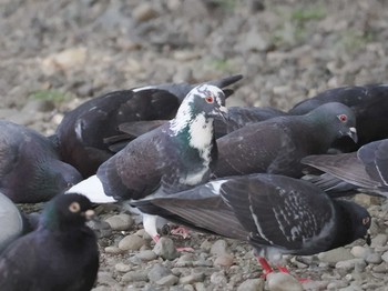 Sun, 5/26/2024 Birding report at 多摩川