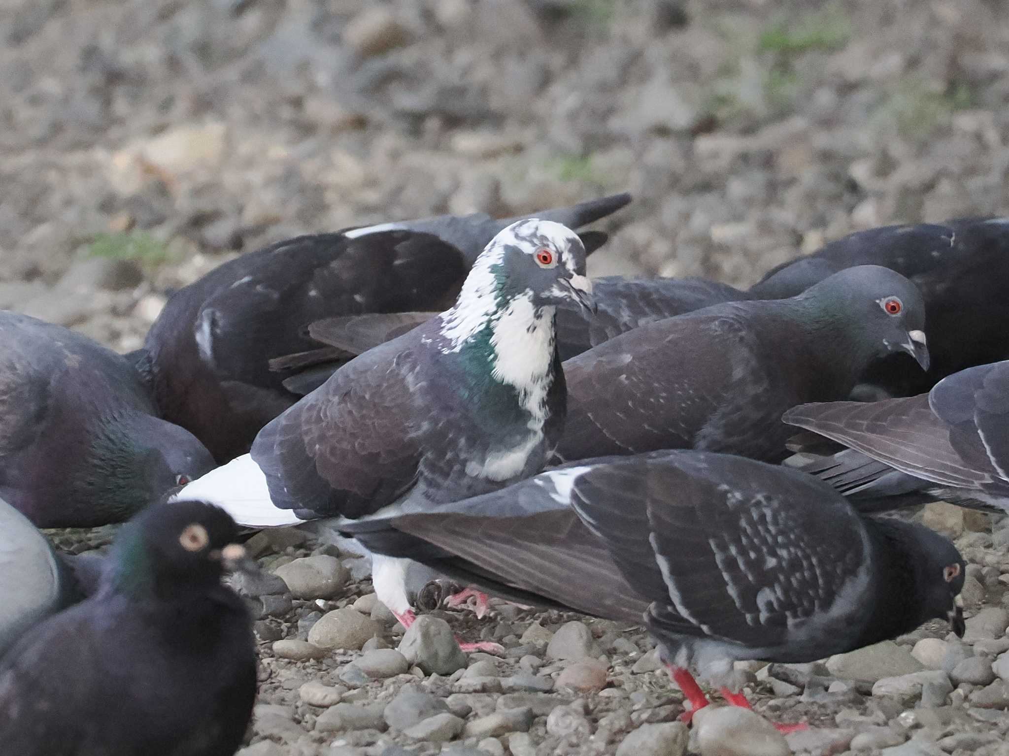 Photo of Rock Dove at 多摩川 by sario