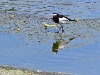 Japanese Wagtail 鴨川 Sat, 5/25/2024