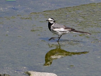 White Wagtail 鴨川 Sat, 5/25/2024