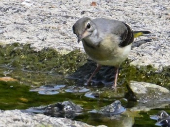 Grey Wagtail 鴨川 Sat, 5/25/2024