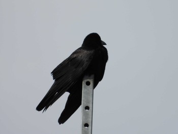 Large-billed Crow 等々力緑地 Sun, 5/26/2024