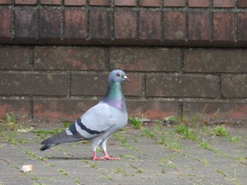 Rock Dove 等々力緑地 Sun, 5/26/2024