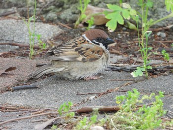 Sun, 5/26/2024 Birding report at 等々力緑地