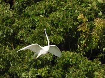 Great Egret 等々力緑地 Sun, 5/26/2024