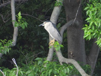 Grey Heron 等々力緑地 Sun, 5/26/2024