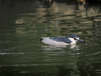 ゴイサギ 天王寺動物園 2024年5月11日(土)