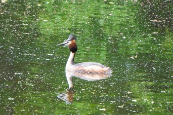 Great Crested Grebe 大沼公園(北海道七飯町) Sun, 5/26/2024