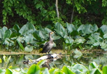 Great Cormorant 大沼公園(北海道七飯町) Sun, 5/26/2024