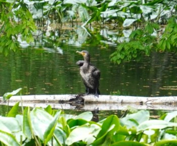 カワウ 大沼公園(北海道七飯町) 2024年5月26日(日)