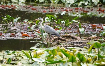 Grey Heron 大沼公園(北海道七飯町) Sun, 5/26/2024