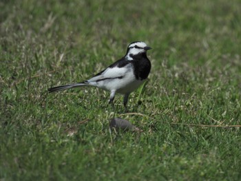 White Wagtail 近所 Tue, 4/16/2024