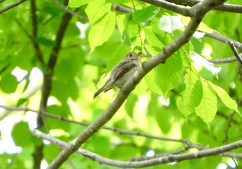 Asian Brown Flycatcher 北海道 北斗市 八郎沼公園 Sun, 5/26/2024