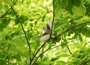 Asian Brown Flycatcher 北海道 北斗市 八郎沼公園 Sun, 5/26/2024