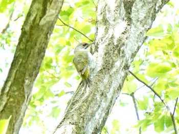 Grey-headed Woodpecker Miharashi Park(Hakodate) Sat, 5/25/2024