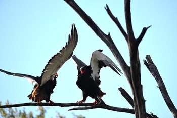 Bateleur Khwai Private Reserve(Okavango Delta) Tue, 5/14/2024