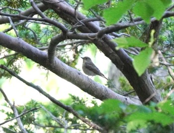 キビタキ 北海道 函館市 見晴公園 2024年5月25日(土)