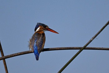 Malachite Kingfisher Khwai Private Reserve(Okavango Delta) Tue, 5/14/2024