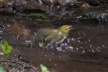 2024年5月27日(月) 舞岡公園の野鳥観察記録