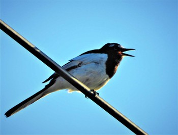 Japanese Wagtail 田原本町 Sat, 5/25/2024