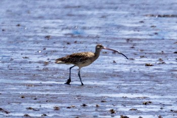 チュウシャクシギ 葛西臨海公園 2024年5月26日(日)