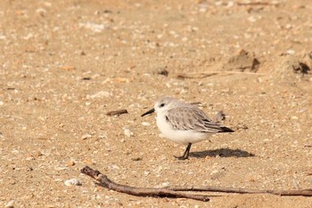 Sanderling 佐賀県唐津市 Thu, 1/8/2015