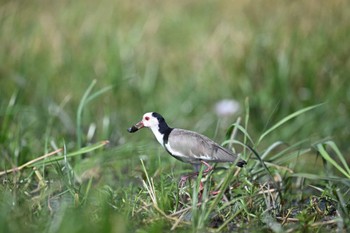 Long-toed Lapwing Khwai Private Reserve(Okavango Delta) Tue, 5/14/2024