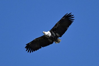 African Fish Eagle Khwai Private Reserve(Okavango Delta) Tue, 5/14/2024