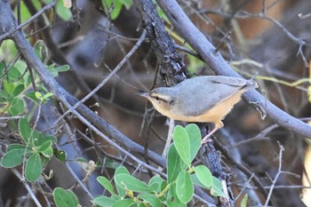 Long-billed Crombec Khwai Private Reserve(Okavango Delta) Tue, 5/14/2024