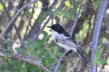 Black-backed Puffback Khwai Private Reserve(Okavango Delta) Tue, 5/14/2024