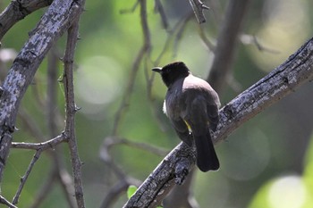 Common Bulbul Khwai Private Reserve(Okavango Delta) Tue, 5/14/2024